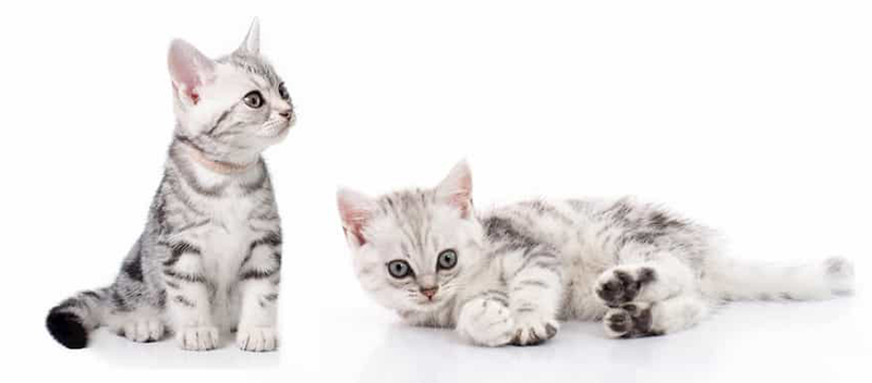 American Shorthair Kittens For Sale